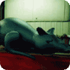 Rat balloons - rat shape inflatables|helium rats
